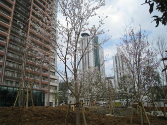 2008年に造成中のザ・コスギタワーの桜