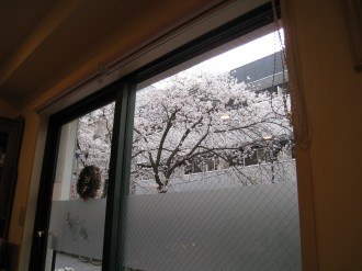 ローズマリーから見える桜