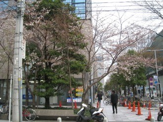 武蔵小杉タワープレイスの桜